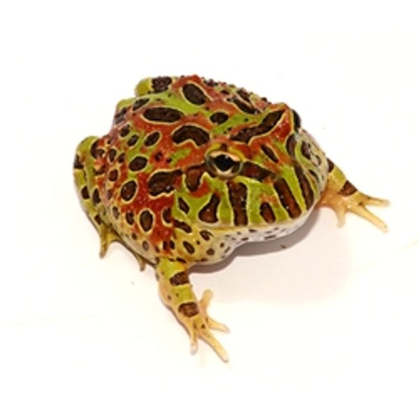 Ornate Horned Frog For Sale