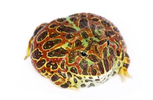 Ornate Horned Frog For Sale