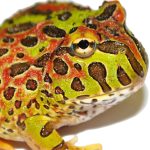 Ornate Horned Frog For Sale