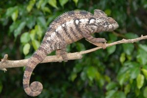 Oustalet's Chameleon for Sale