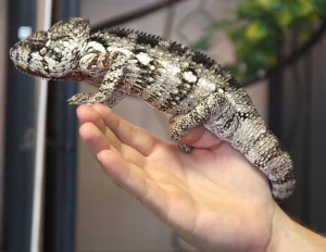 Oustalet's Chameleon for Sale