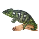 Oustalet's Chameleon for Sale