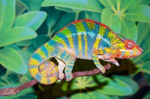 Panther Chameleon For Sale
