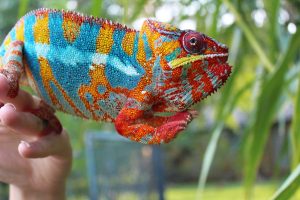 Panther Chameleon For Sale