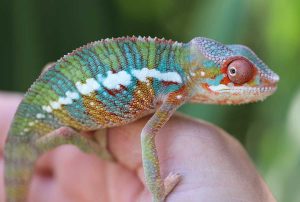 Panther Chameleon For Sale