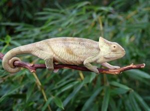 Parson's Chameleon for Sale