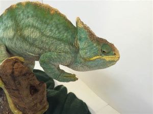 Parson's Chameleon for Sale