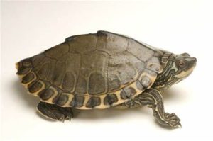 Pearl River Map Turtle For Sale