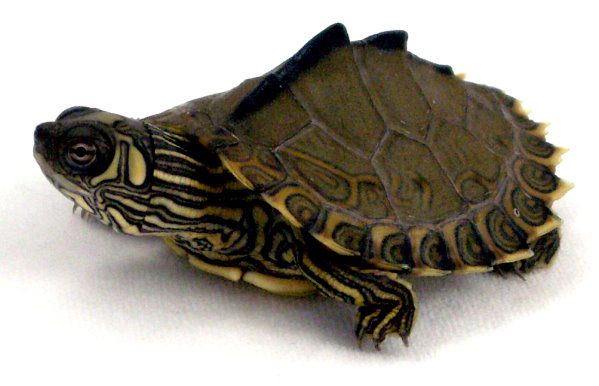 Pearl River Map Turtle For Sale