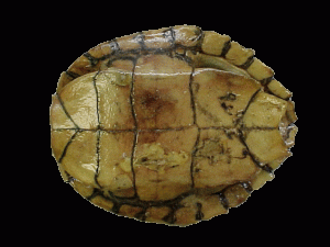 Pearl River Map Turtle For Sale