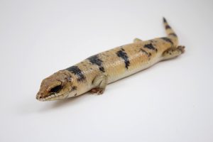 Peters Banded Skink For Sale