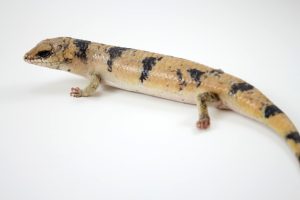 Peters Banded Skink For Sale