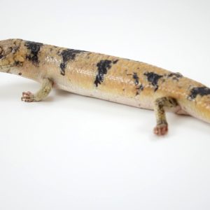 Peters Banded Skink For Sale
