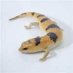 Peters Banded Skink For Sale