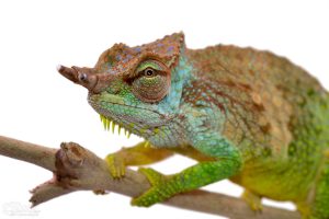 Pfeffers Chameleon - Image 4