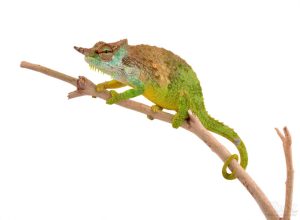 Pfeffers Chameleon For Sale