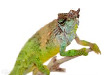Pfeffers Chameleon For Sale