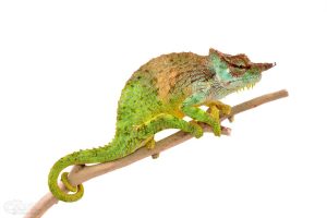 Pfeffers Chameleon For Sale