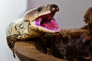 Pink Tongue Skink