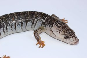 Pink Tongue Skink
