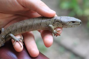 Pink Tongue Skink