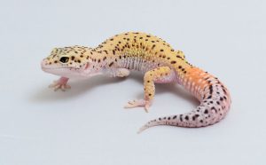 Pinstripe Leopard Gecko For Sale