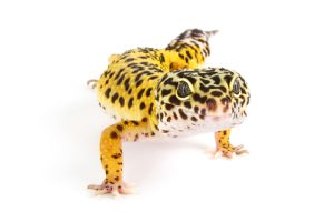 Pinstripe Leopard Gecko For Sale