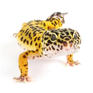 Pinstripe Leopard Gecko For Sale