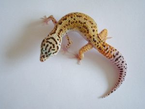 Pinstripe Leopard Gecko For Sale