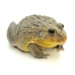 Pixie Frog - Image 4