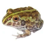 Pixie Frog For Sale