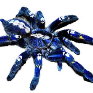 Gooty Sapphire Tarantula For Sale