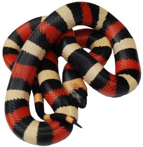 Pueblan Milk Snake For Sale