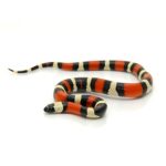 Pueblan Milk Snake For Sale