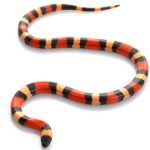Pueblan Milk Snake For Sale