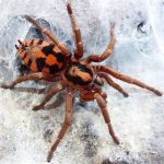 Pumpkin Patch Tarantula For Sale - Image 3