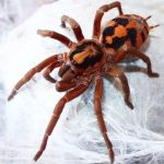 Pumpkin Patch Tarantula For Sale