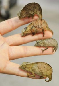 Pygmy Chameleon for Sale
