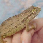 Pygmy Chameleon for Sale
