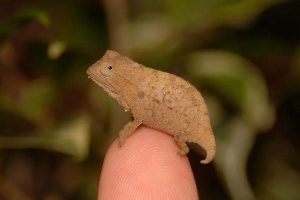 Pygmy Chameleon for Sale