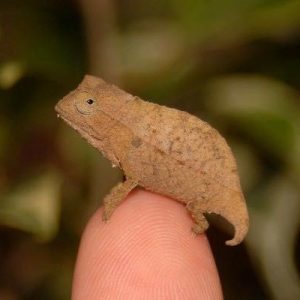 Pygmy Chameleon for Sale