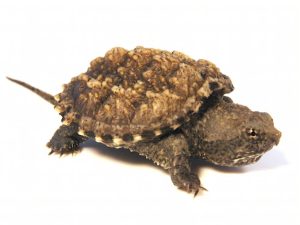 Florida Snapping Turtle For Sale | In Stock Now - Exotic Pet Reptiles For Sale