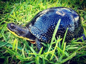 Blandings Turtle For Sale | In Stock Now - Exotic Pet Reptiles For Sale
