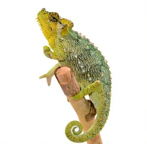 Helmeted Chameleon For Sale | In Stock Now, Don't Miss - Exotic Pet Reptiles For Sale