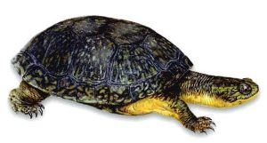 Blandings Turtle For Sale | In Stock Now - Exotic Pet Reptiles For Sale