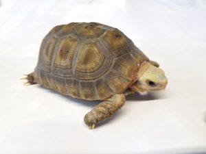Elongated Tortoise For Sale | In Stock Now - Exotic Pet Reptiles For Sale