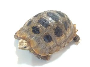 Elongated Tortoise For Sale | In Stock Now - Exotic Pet Reptiles For Sale