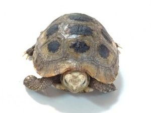 Elongated Tortoise For Sale | In Stock Now - Exotic Pet Reptiles For Sale