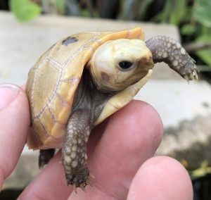 Elongated Tortoise For Sale | In Stock Now - Exotic Pet Reptiles For Sale