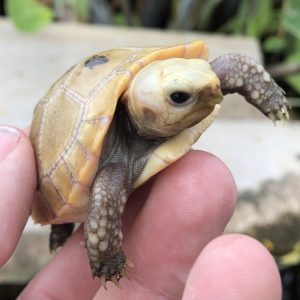 Elongated Tortoise For Sale | In Stock Now - Exotic Pet Reptiles For Sale
